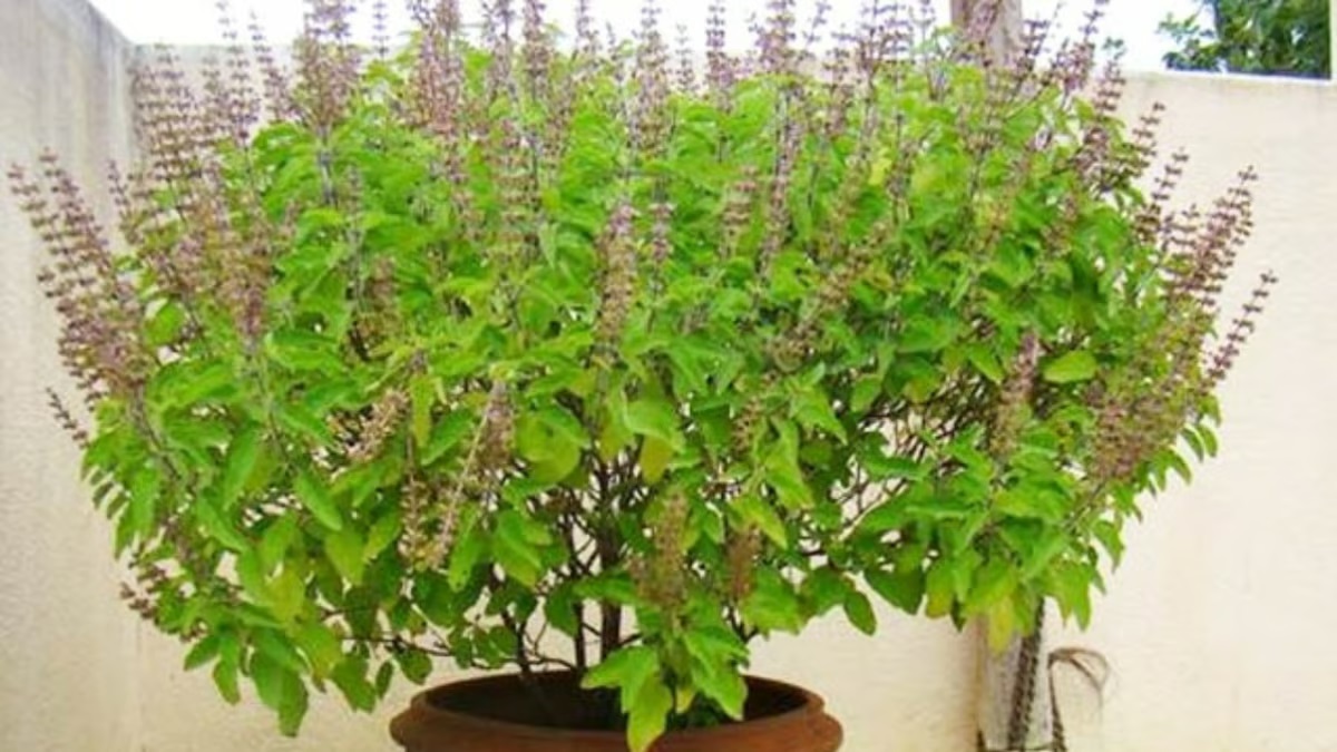 Chaitra Purnima 2025