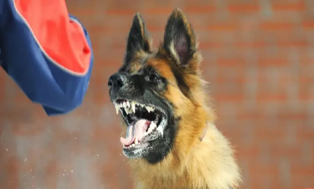 World Rabies Day: ભારતમાં દર વર્ષે કેટલા લોકોને કૂતરા કરડે છે, કયા રાજ્યમાં આ આંકડો સૌથી વધુ છે?