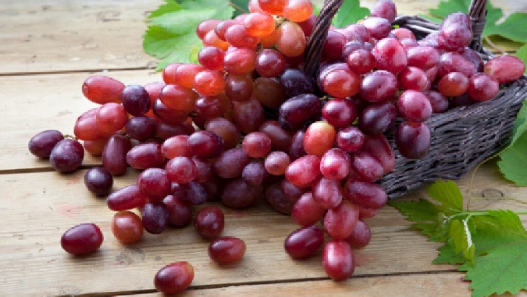 Red Grapes: લાલ દ્રાક્ષ આરોગ્ય માટે ઉત્તમ છે, તેના ફાયદા જાણો અને આજથી જ ખાવું શરૂ કરો.