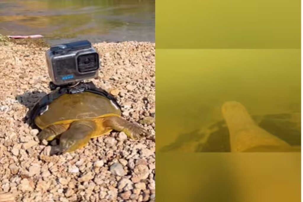 Turtle With Camera Captures Amazing Vlog