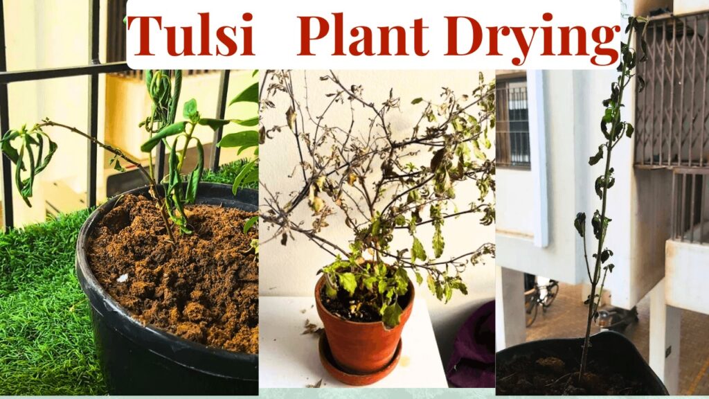 Tulsi Plant