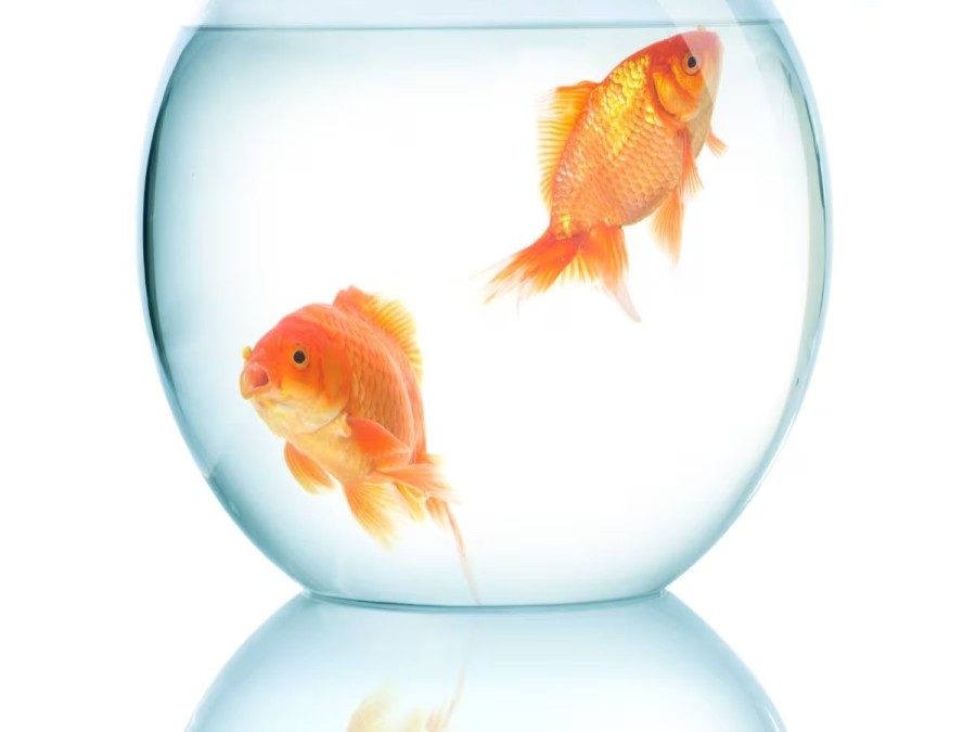 Never throw goldfish in river or pond