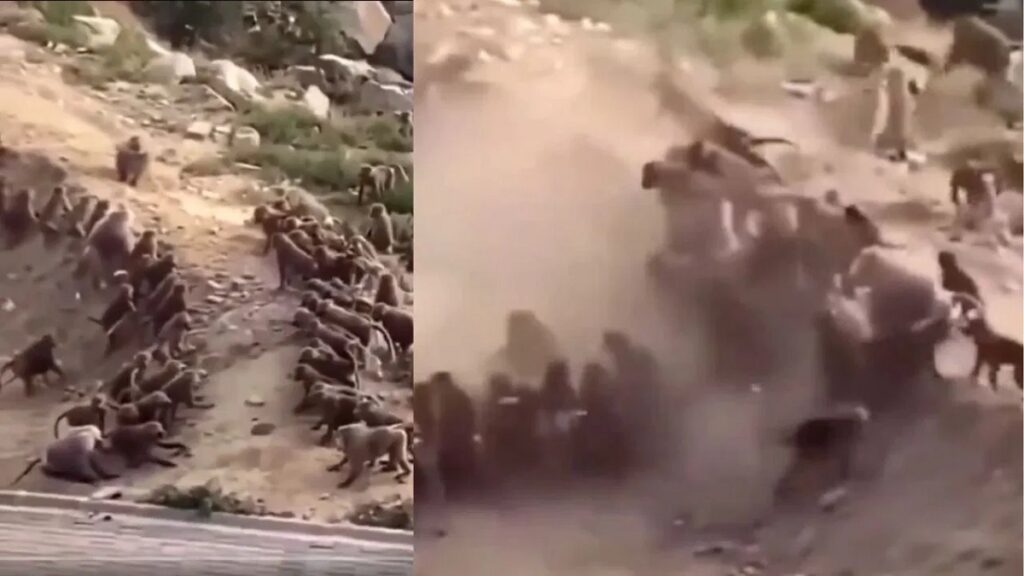 Monkey Gang War Video