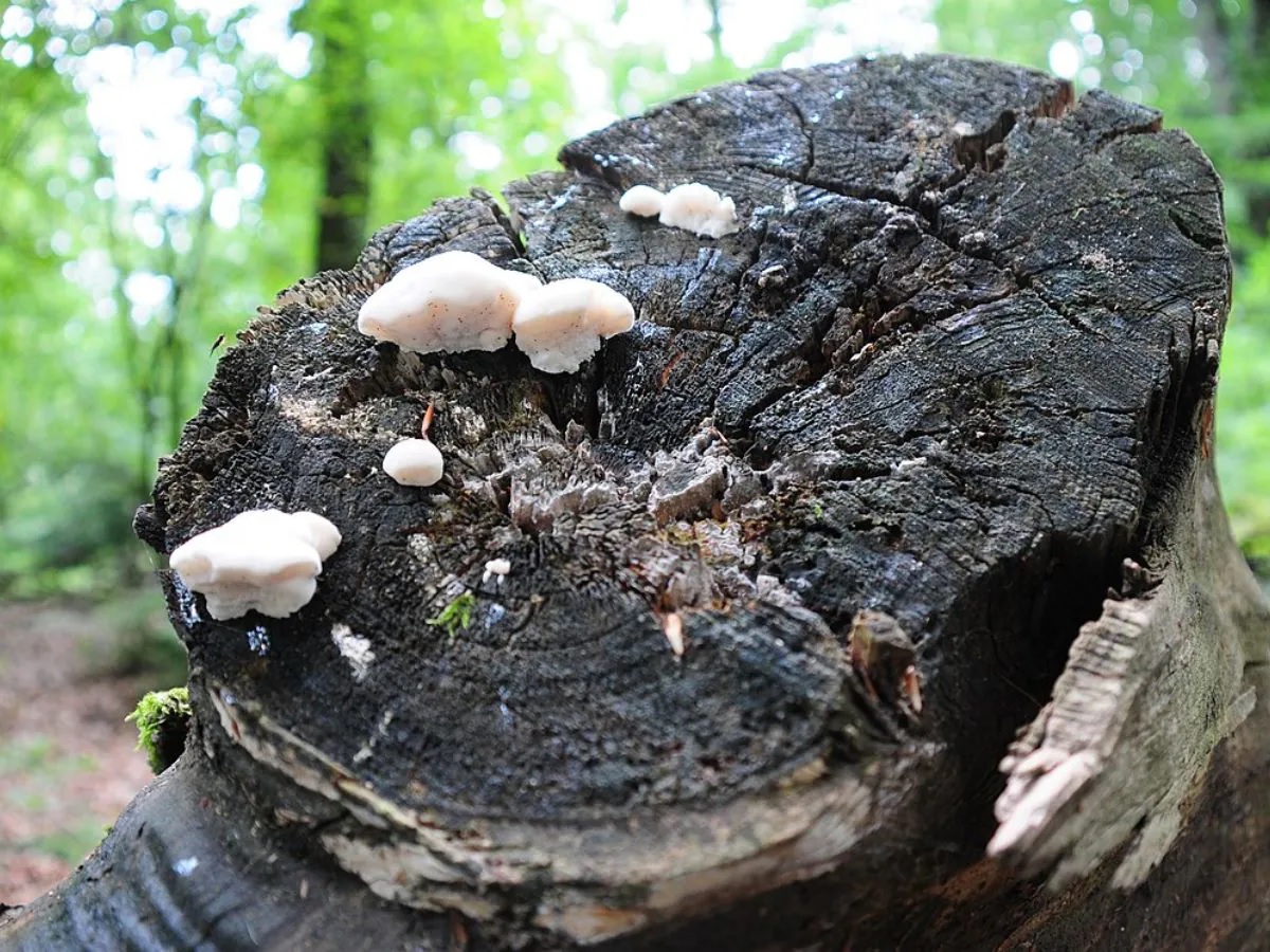 Scientist Discover Special Mushroom