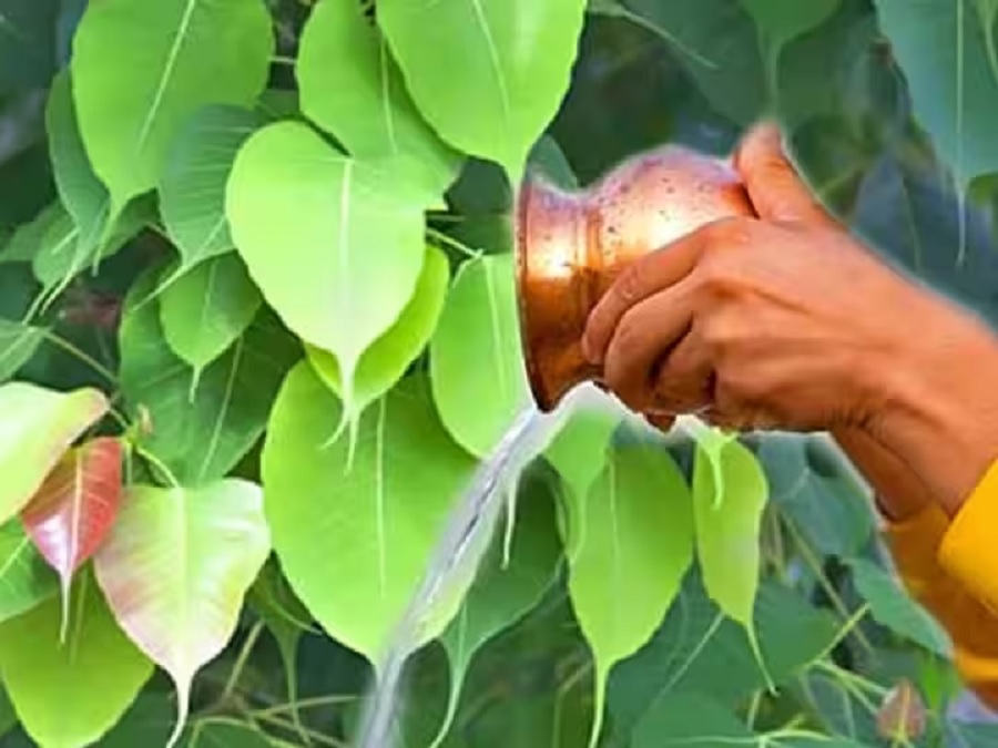 Tulsi and Peepal Puja