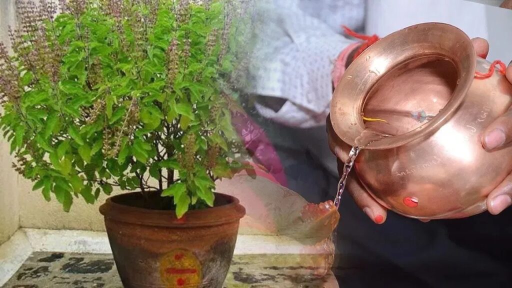 Tulsi Powerful Tips