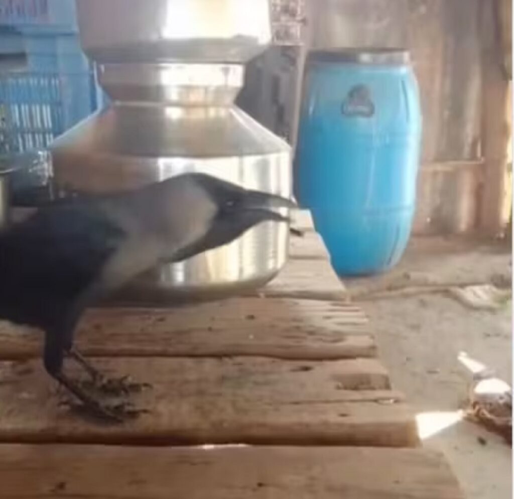 Crow Talks Like Humans