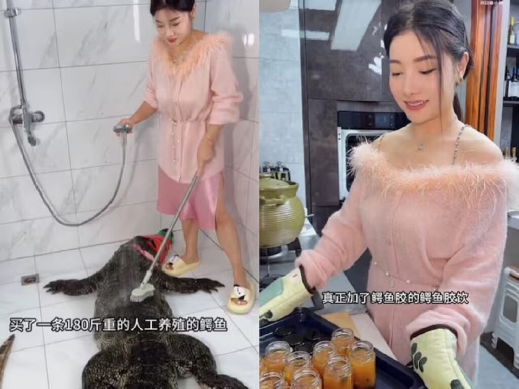 Woman Brought Live Crocodile Home
