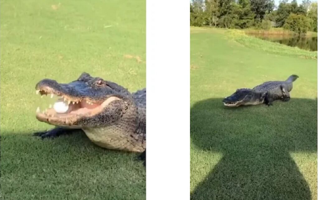 Crocodile Plays With Golfer