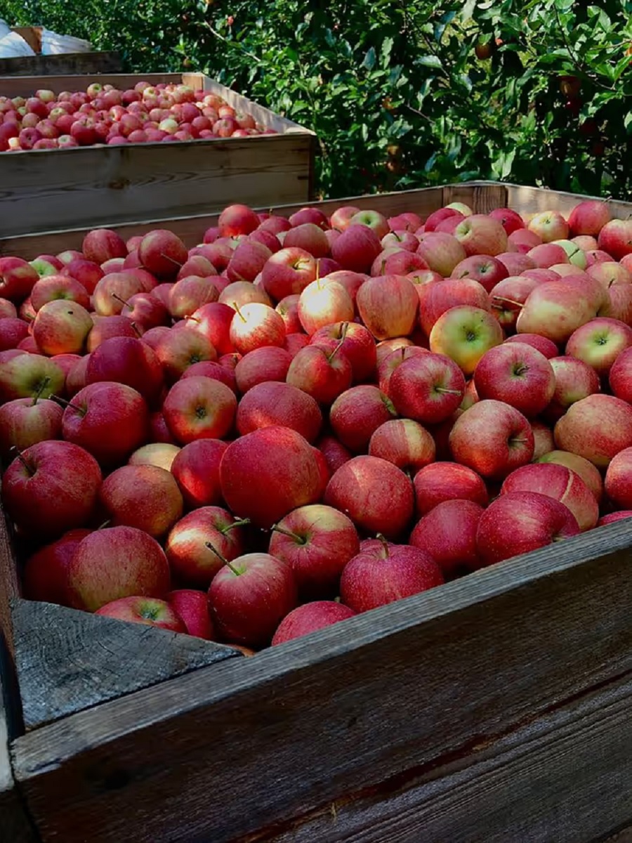 Turkey Apples Face Boycott
