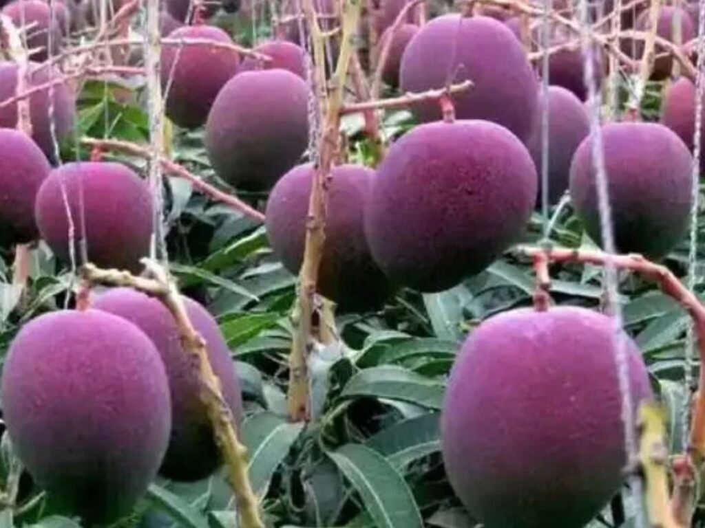 Most Expensive Mango: