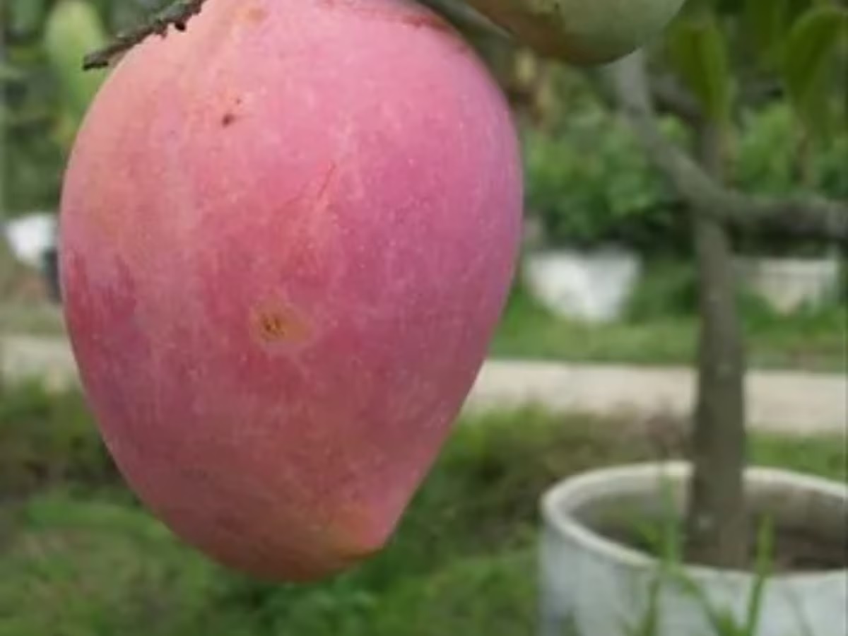 Most Expensive Mango: