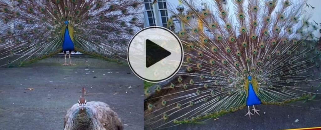 Peacock Video
