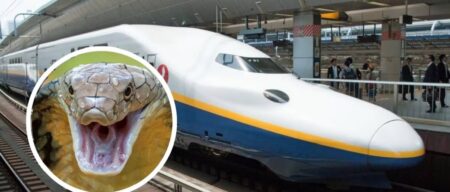 Snake Haults Japanese Bullet Train