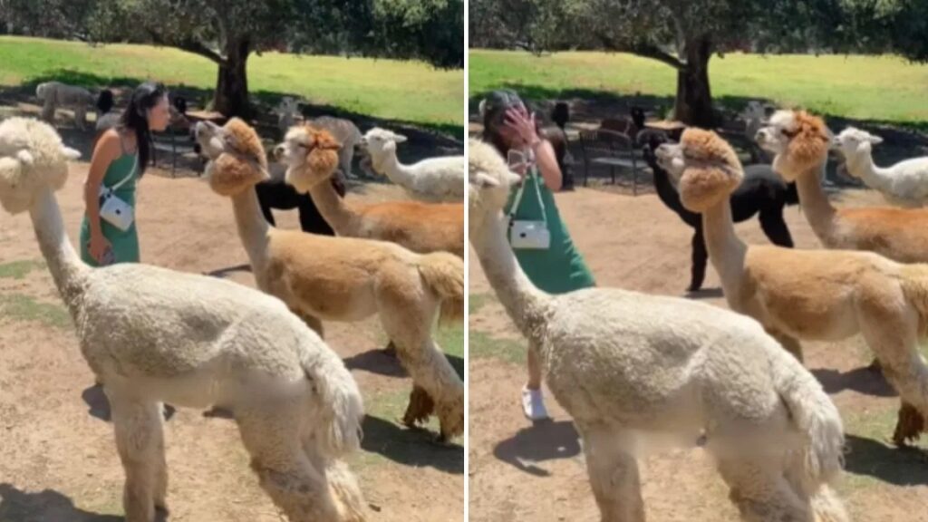 Funny Video