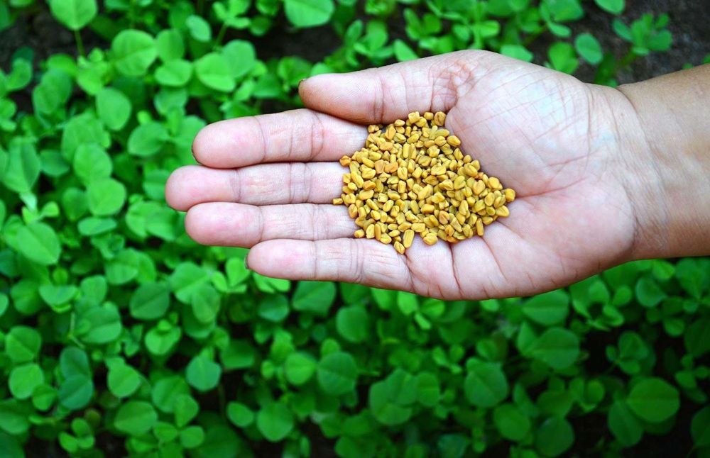 Fenugreek Water Benefits