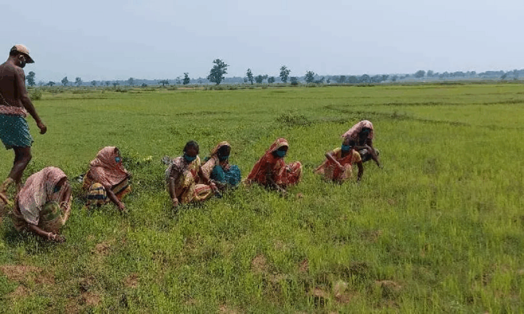 Fake crop insurance