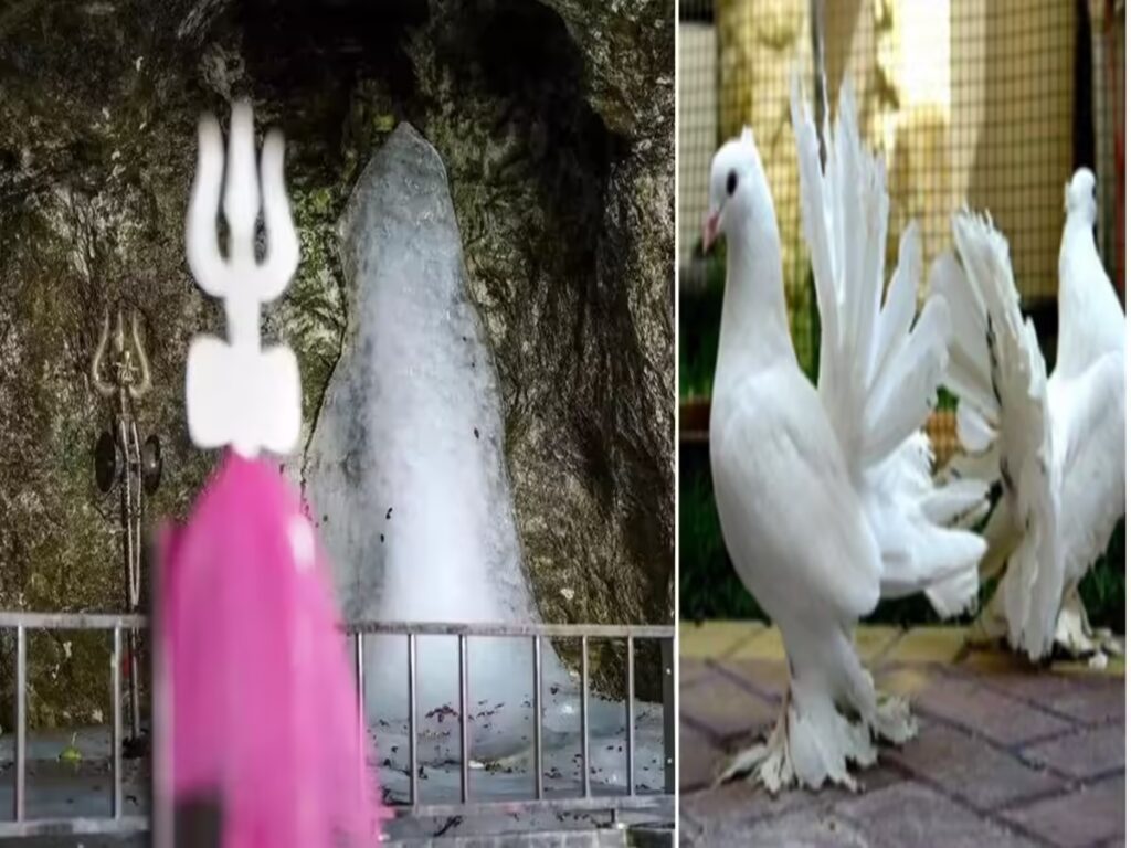 Eternal pigeons in Amarnath cave