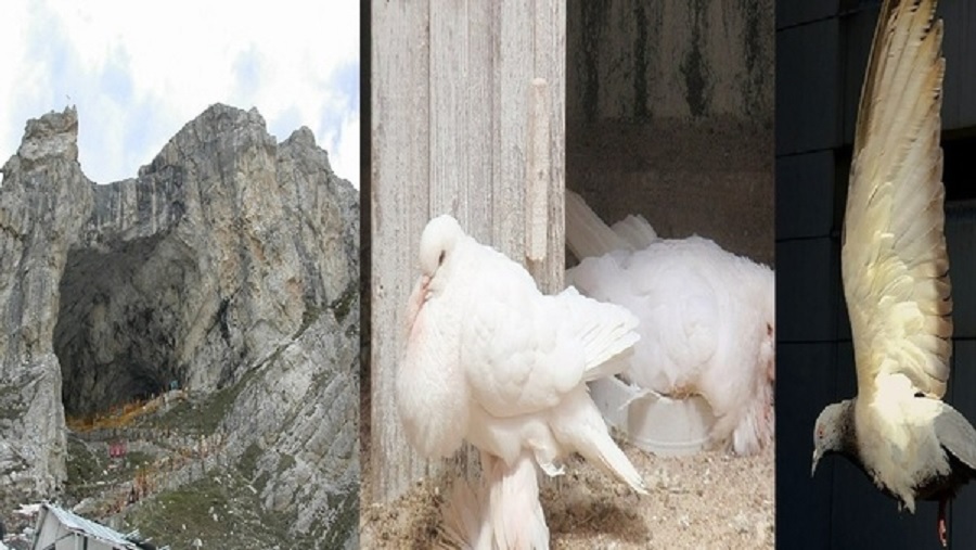 Eternal pigeons in Amarnath cave