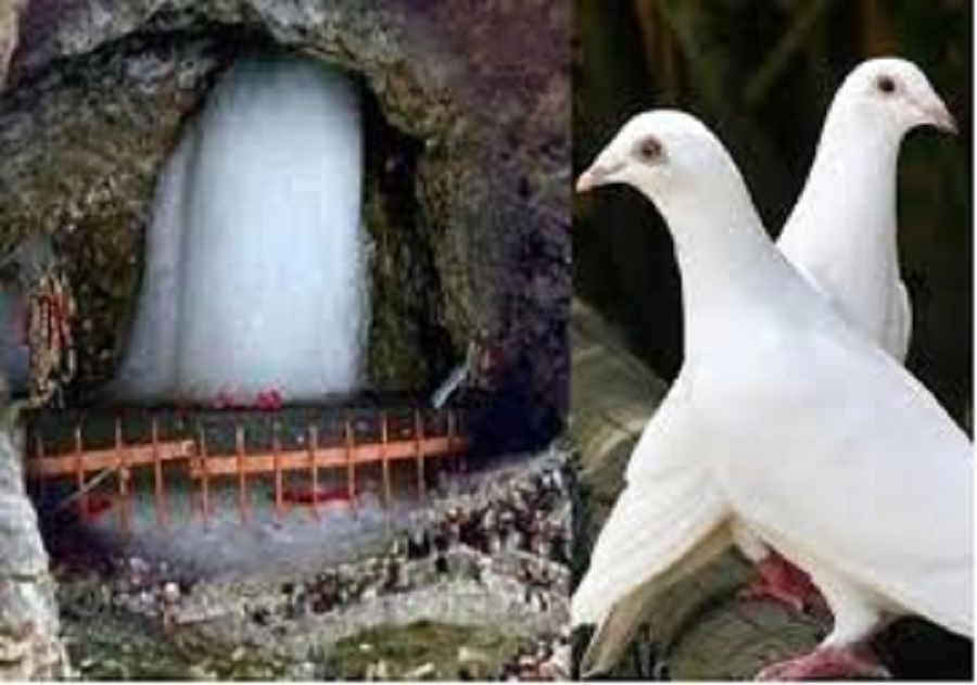Eternal pigeons in Amarnath cave