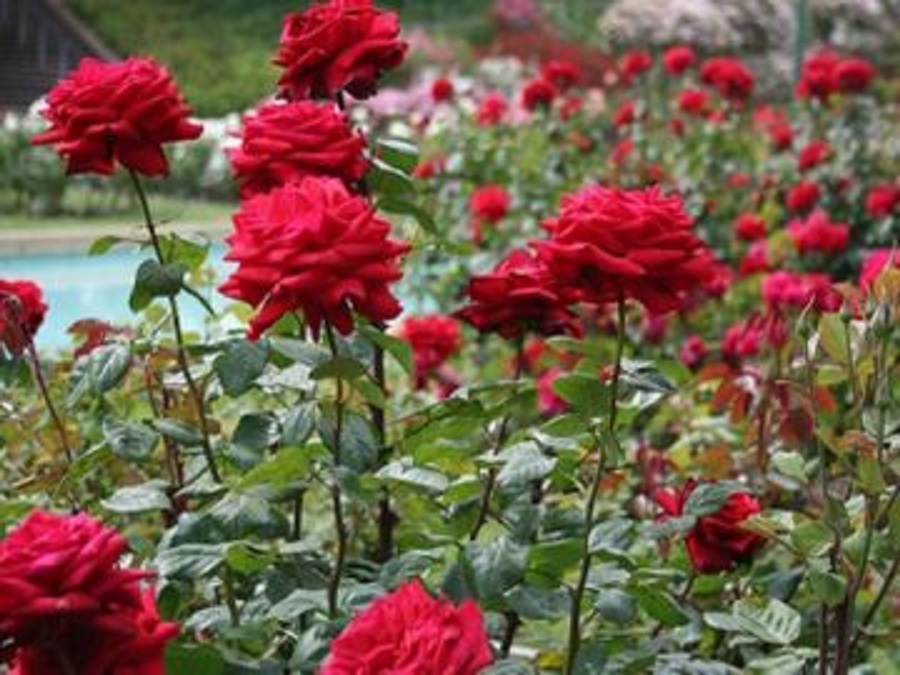 Hibiscus for vastu