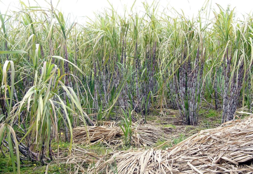 Sugarcane: શેરડીના ખેડૂતોને ફાયદો, FRP માં નવી ગણતરીઓ અને સુધારેલા ચુકવણી નિયમો