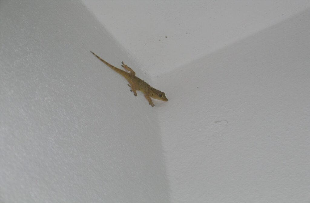 Home tips: શું તમારા ઘરમાં ગરોળીઓથી પરેશાન છો? આ સરળ ઘરેલું ઉપાયો અજમાવો.